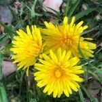 Taraxacum marginellum flower picture by Diego Alex (cc-by-sa)