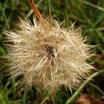 Hieracium cerdanum fruit picture by cscoq (cc-by-sa)