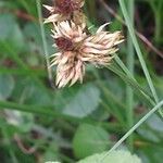 Carex otrubae flower picture by Barry Cornelius (cc-by-sa)