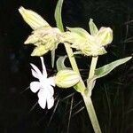 Silene noctiflora habit picture by Martin Lukac (cc-by-sa)