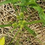 Cyperus strigosus leaf picture by Lisa Friedrich (cc-by-sa)