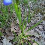 Iris graminea leaf picture by Владимир Терзиев (cc-by-sa)