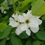 Exochorda racemosa flower picture by William Coville (cc-by-sa)