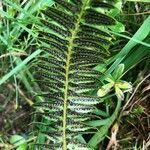 Dryopteris filix-mas fruit picture by Frédéric Gauchet (cc-by-sa)