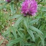 Trifolium alpestre habit picture by Georg Lanzl (cc-by-sa)