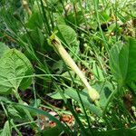 Aristolochia lutea habit picture by Emanuele Santarelli (cc-by-sa)