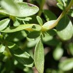 Thymus nitens leaf picture by Sylvain Piry (cc-by-sa)