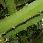 Acanthocereus tetragonus leaf picture by Nelson Zamora Villalobos (cc-by-nc)