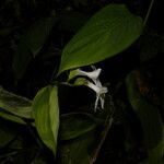 Maranta arundinacea flower picture by Nelson Zamora Villalobos (cc-by-nc)