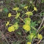 Euphorbia biumbellata flower picture by pg1960 (cc-by-sa)