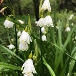 Leucojum aestivum flower picture by kevin casey (cc-by-sa)