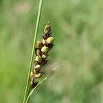 Carex panicea flower picture by Alain Lagrave (cc-by-sa)