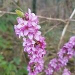 Daphne mezereum flower picture by tina thurgau (cc-by-sa)