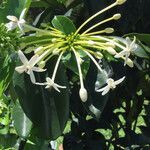 Posoqueria latifolia flower picture by gonzalez posada (cc-by-sa)