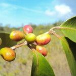 Eugenia astringens fruit picture by Renato Lima (cc-by-sa)