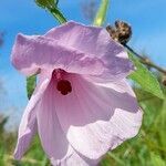 Hibiscus striatus flower picture by Trap Hers (cc-by-sa)