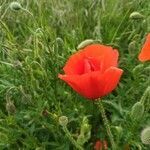 Papaver rhoeas flower picture by Loïc Le Roux (cc-by-sa)