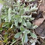 Antennaria dioica leaf picture by grutz (cc-by-sa)