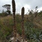 Puya trianae habit picture by Gabriel OLLIVIER (cc-by-sa)