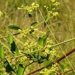 Helinus integrifolius flower picture by susan brown (cc-by-sa)