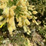 Acacia verticillata (l'hér.) flower picture by arlas (cc-by-sa)