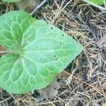 Asarum hartwegii leaf picture by Randy Huey (cc-by-sa)