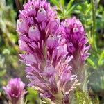 Castilleja exserta flower picture by Philippe Lopez (cc-by-sa)