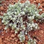 Teucrium gnaphalodes l'hér. habit picture by yisus (cc-by-sa)