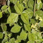 Desmodium cajanifolium habit picture by Nelson Zamora Villalobos (cc-by-nc)