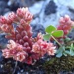 Sedum atratum habit picture by Yoan MARTIN (cc-by-sa)