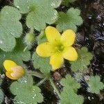 Sibthorpia africana flower picture by Ricardo Lemaur (cc-by-sa)