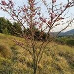 Cercis siliquastrum habit picture by mauro buscarini (cc-by-sa)