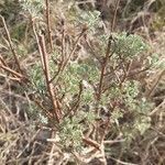 Artemisia alba habit picture by Venturi Michele (cc-by-sa)