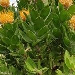 Leucospermum cordifolium leaf picture by Nicole du Plooy (cc-by-sa)