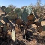 Opuntia engelmannii leaf picture by SCAMPS_MX (cc-by-sa)