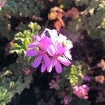 Pelargonium graveolens l'hér. flower picture by Diego Alex (cc-by-sa)