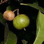 Bourreria costaricensis fruit picture by Nelson Zamora Villalobos (cc-by-nc)