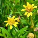 Acmella decumbens flower picture by Trap Hers (cc-by-sa)