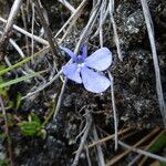 Lobelia tenera habit picture by Fabien Anthelme (cc-by-sa)