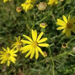 Senecio glaucus flower picture by Esteve Pere (cc-by-sa)