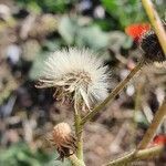 Pilosella aurantiaca fruit picture by Tommy Watson (cc-by-sa)