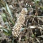 Plantago lagopus fruit picture by Stefano Lazzaretti (cc-by-sa)