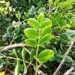 Sophora tomentosa leaf picture by Flor Alex (cc-by-sa)