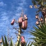 Yucca aloifolia fruit picture by domi mulkens (cc-by-sa)