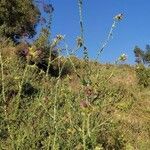 Carduus nyassanus habit picture by François Morand (cc-by-sa)