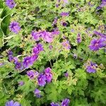 Geranium ibericum habit picture by Dieter Albrecht (cc-by-sa)