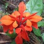 Aphelandra aurantiaca flower picture by SINAC Pérez Greivin (cc-by-sa)