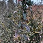 Berberis aquifolium habit picture by Romana Wolfram (cc-by-sa)