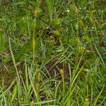 Carex distans leaf picture by Martin Bishop (cc-by-sa)