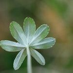 Alchemilla hoppeana leaf picture by arlas (cc-by-sa)